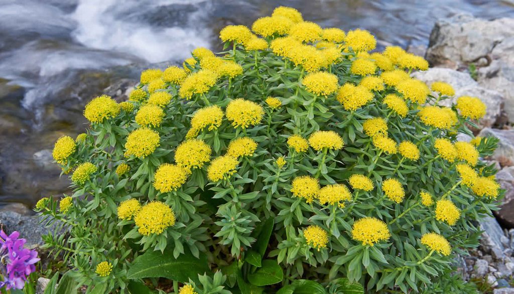 3 Essential Benefits Of Organic Rhodiola Rosea